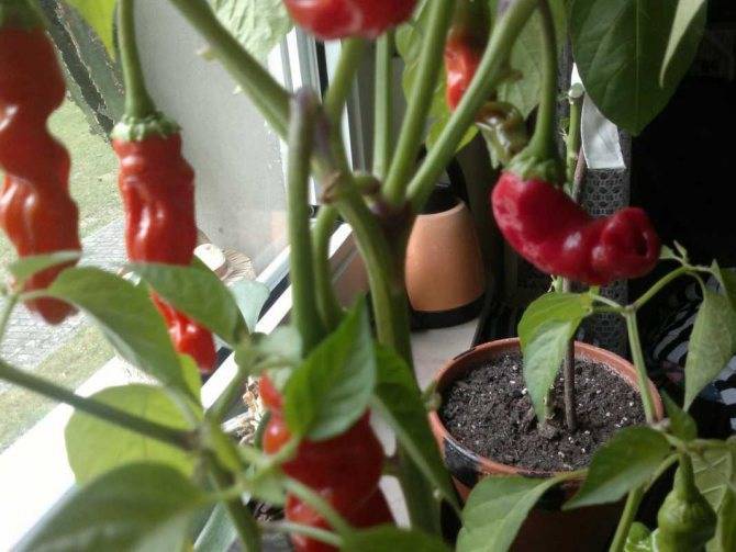 Выращивание сладкого перца на собственном балконе своими руками: пошагово с фото и видео