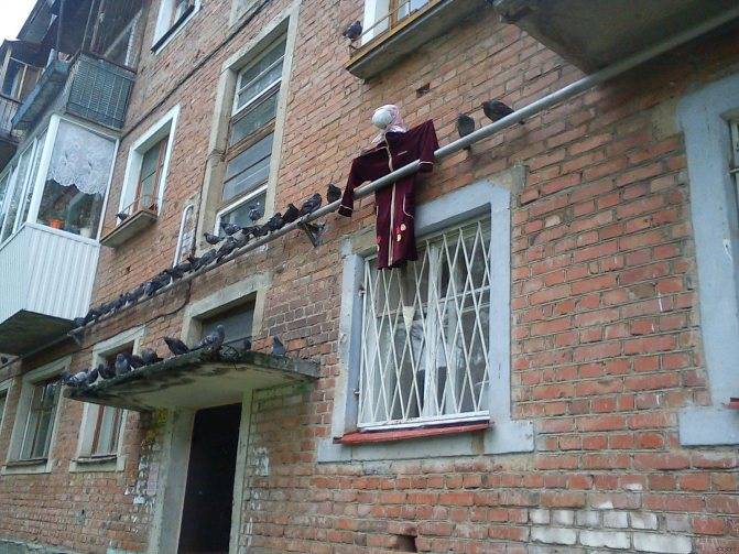 Как избавиться от голубей на балконе: 3 эффективных метода