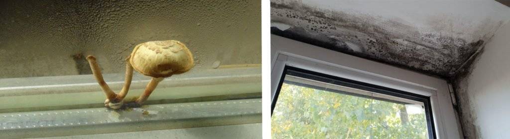 Конденсат на окнах внутри квартиры: почему образуется и как от него избавиться - строительство и ремонт