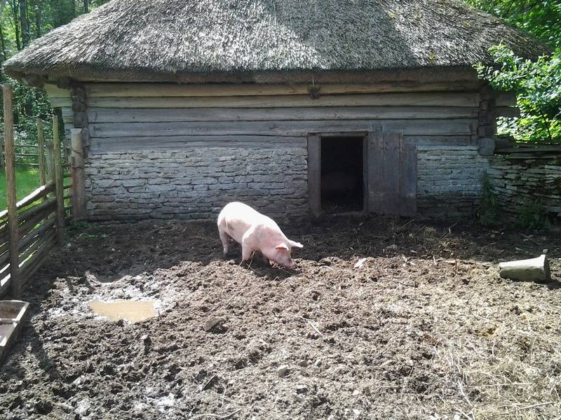 Как сделать свинарник — размеры и проект, устройство сарая для свинок, из чего строить мини-свиноферму