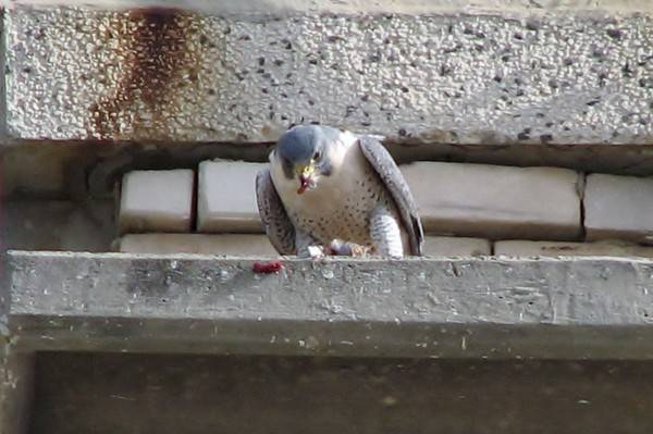Как избавиться от голубей на участке. как навсегда прогнать голубей с балкона, эффективные методы. отпугивание как метод борьбы с голубями на балконе