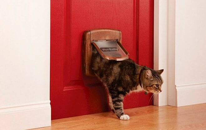 Советы при выборе дверцы для кота в дверь, обзор популярных моделей