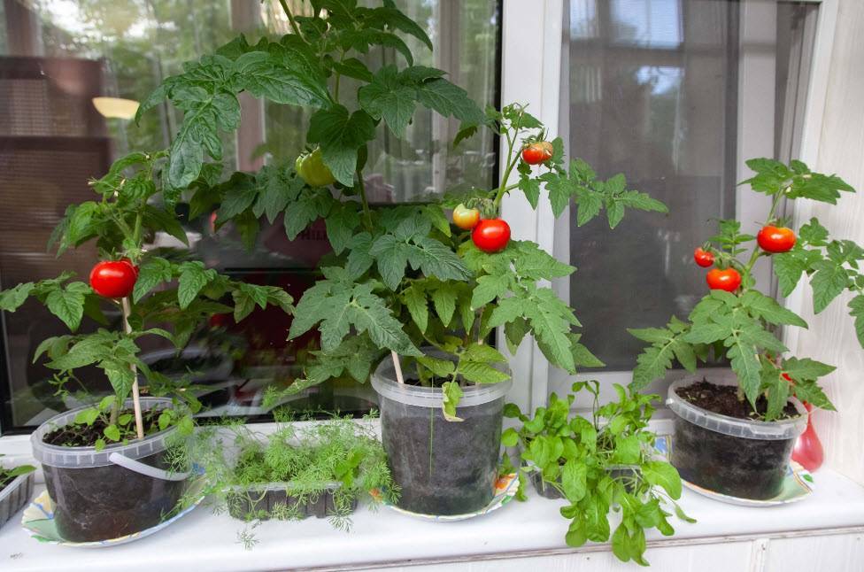 Как вырастить помидоры на балконе: пошаговая инструкция с фото и видео