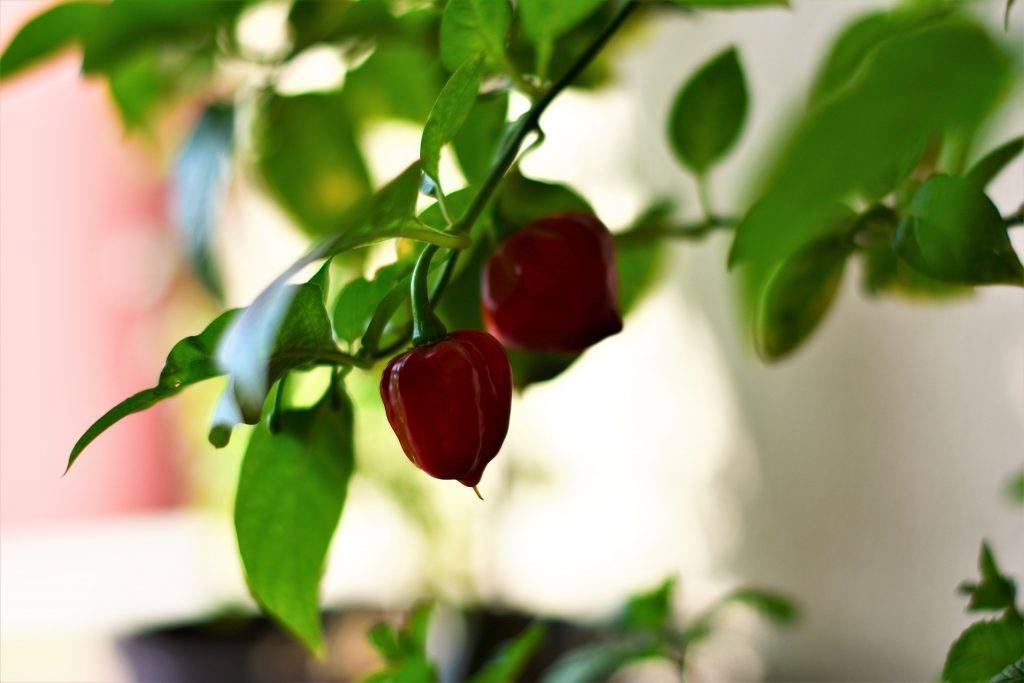 Как вырастить горький и сладкий перец на балконе – пошаговая инструкция