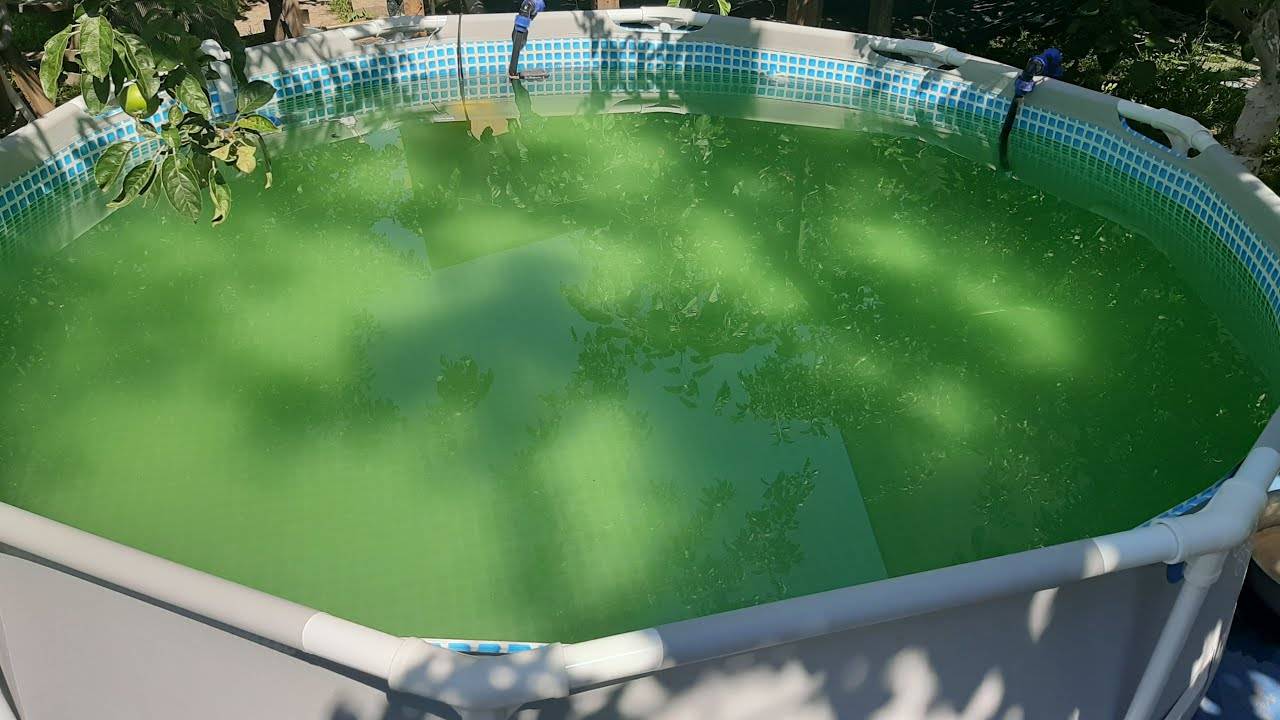 В бассейне зеленеет вода: что делать, что нужно добавить или налить в чашу, чем обработать и как избавиться от проблемы