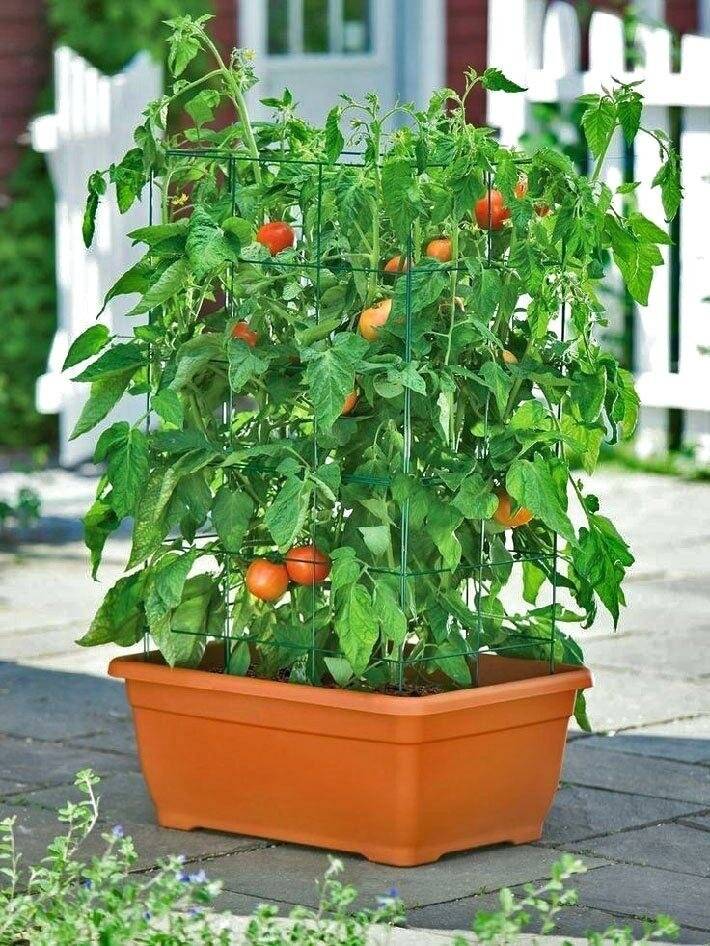 Как вырастить помидоры на подоконнике или балконе - делаем правильно