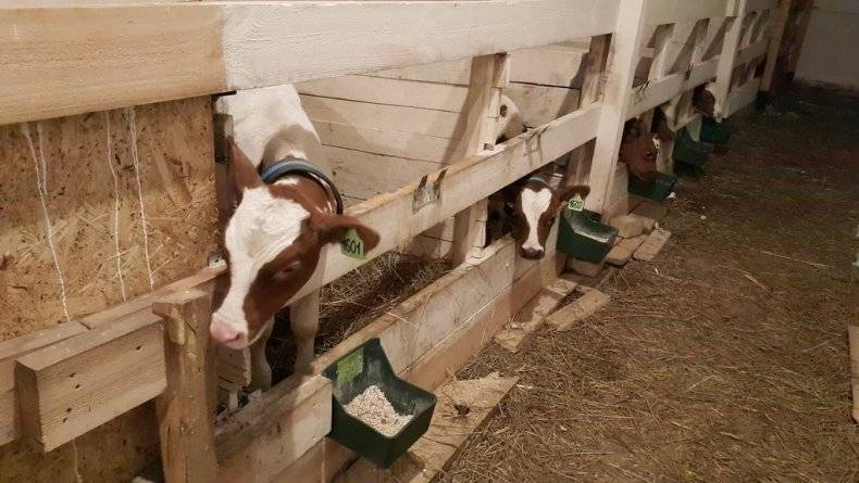Как построить сарай для быков и коров самостоятельно