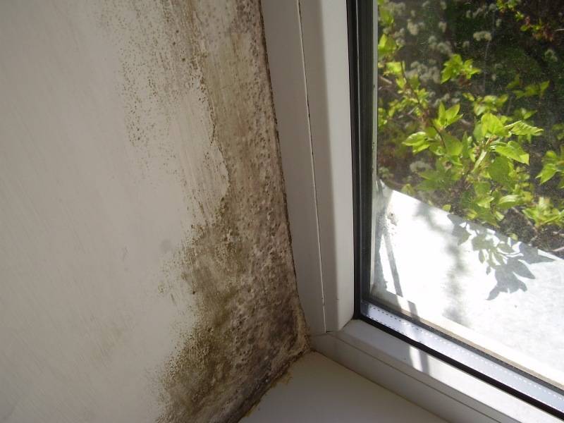 Эффективные способы удаления плесени на окнах, подоконниках и откосах