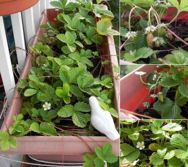 Узнайте, когда сажать клубнику на балконе, о разнообразие сортов и успешном выращивании