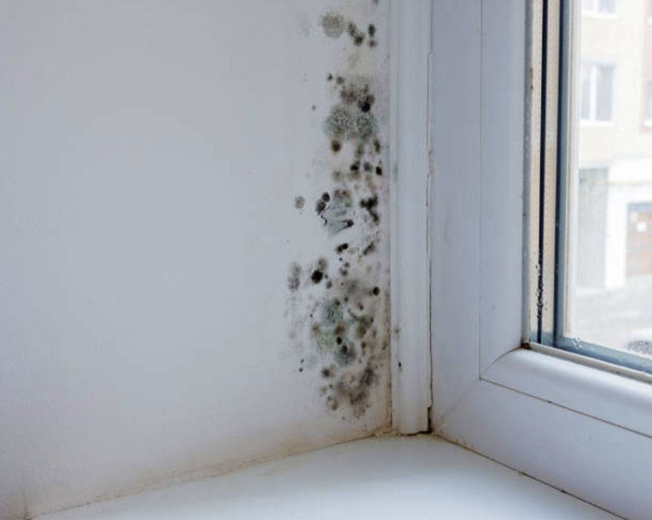 Как избавиться от плесени на балконе ? и как убрать грибок со стен своими руками: что делать и чем обработать поверхности в домашних условиях
