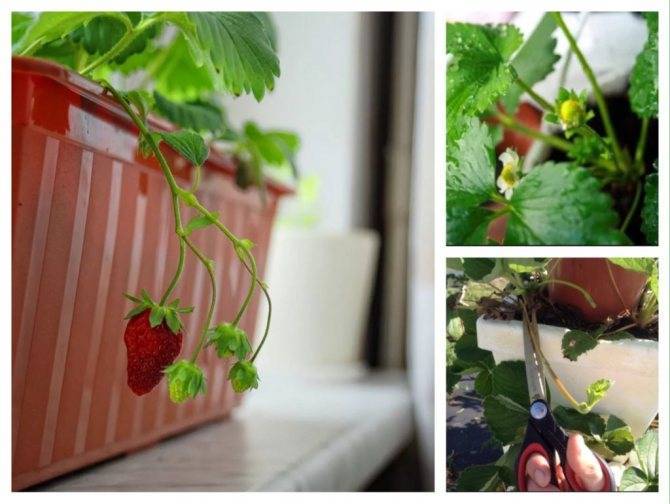 Выращиваем клубнику на балконе своими руками