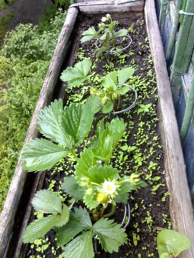 Выращивание клубники на балконе: из семян круглый год