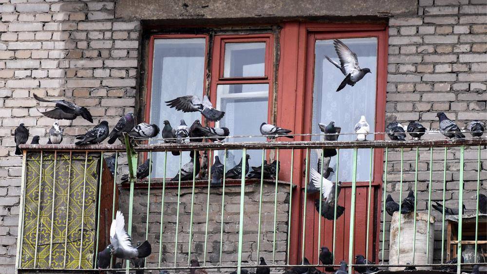 Как избавиться от голубей на балконе: 18 проверенных средств | дневники ремонта obustroeno.club