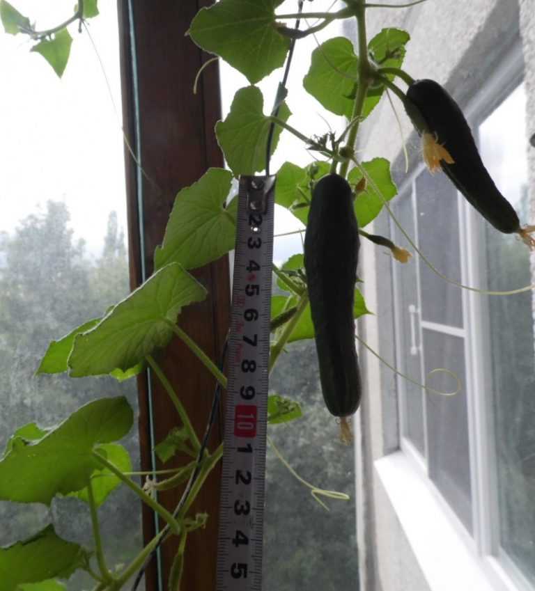 Как вырастить на балконе огурцы и помидоры: помидоры черри, огурцы балконные f1