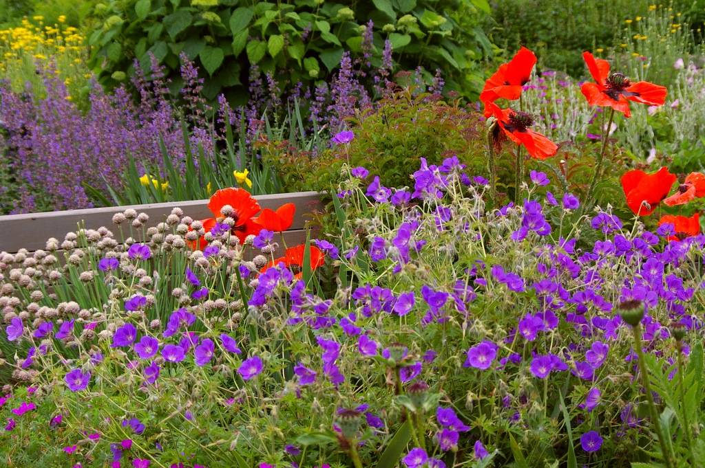 Многолетние цветы для сибири: самые неприхотливые и долгоцветущие, обзор с фото