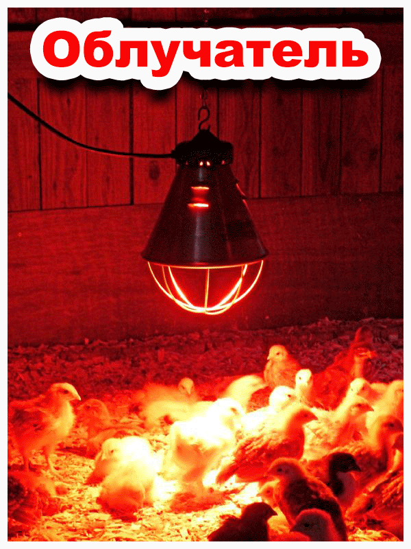 Обогрев курятника зимой инфракрасными (ик) лампами: как выбрать и разместить?