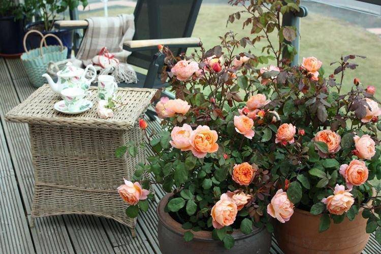 Выращивание роз на балконе: выбор сорта, уход, зимовка