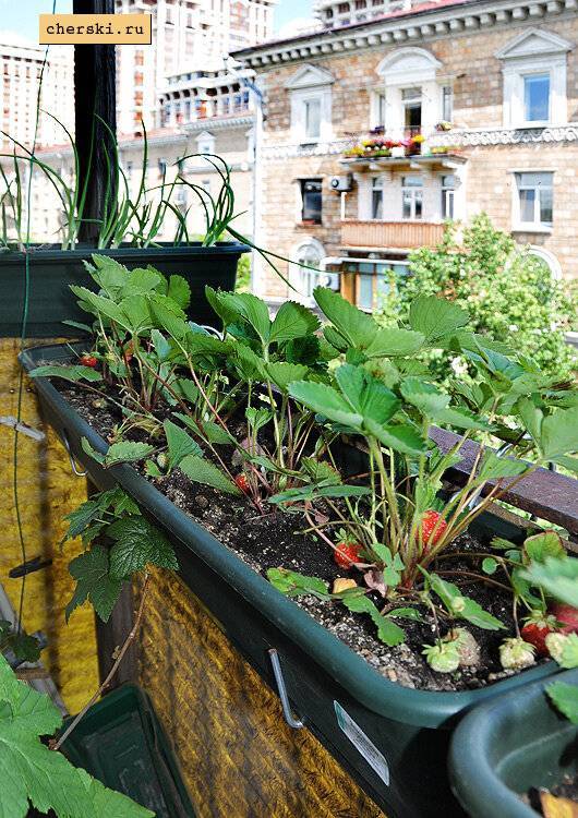 Клубника на балконе: технология выращивания и лучшие сорта